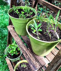 Mini wildflower meadow bamboo pots, an ideal gift set 