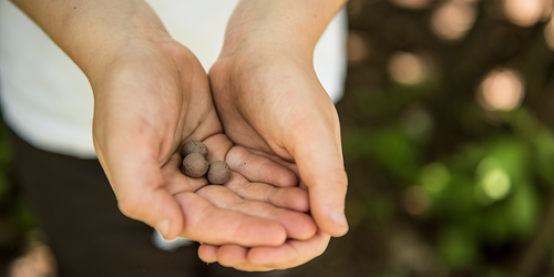 Hand made wildflower seed balls 