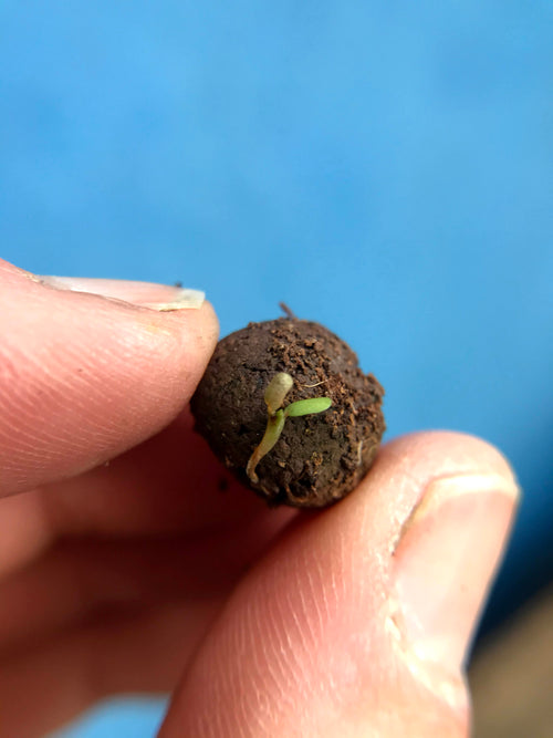 A wildflower seed ball, starting to sprout. 