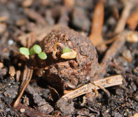 A wildflower seed ball, starting to sprout.