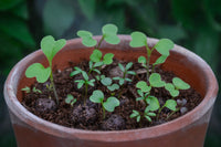 An example of wildflower seedballs starting to grow 